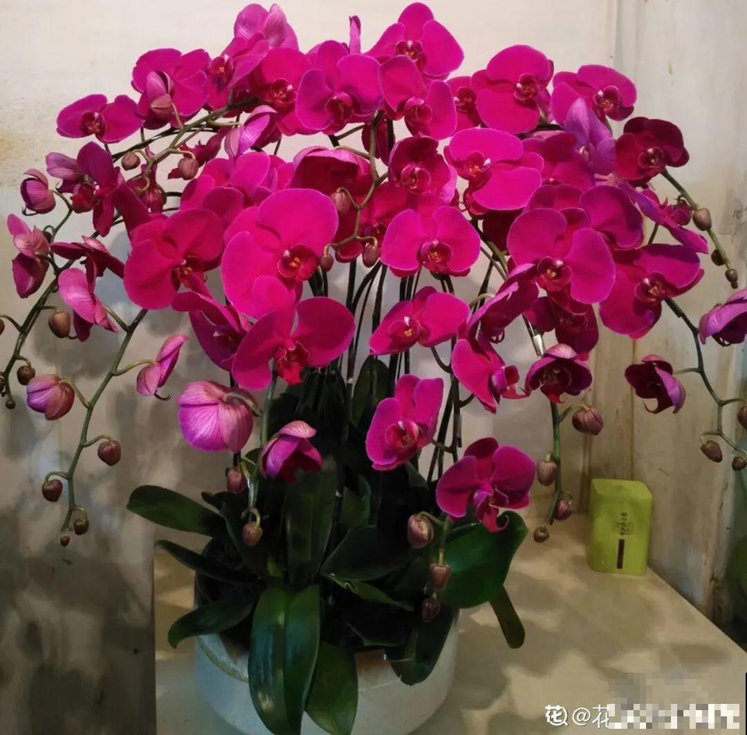 12月啦,快买“喜庆花”,能开3个月,下个月就涨价,别被 12月啦,快买“喜庆花”,能开3个月,下个月就涨价,别被