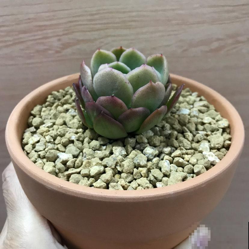 养花先养根,3个养根小技巧,植物呼呼长出白根 养花先养根,3个养根小技巧,植物呼呼长出白根