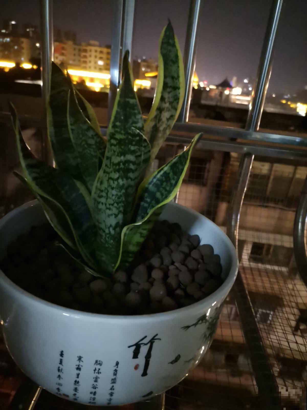 养花先养根,3个养根小技巧,植物呼呼长出白根 养花先养根,3个养根小技巧,植物呼呼长出白根