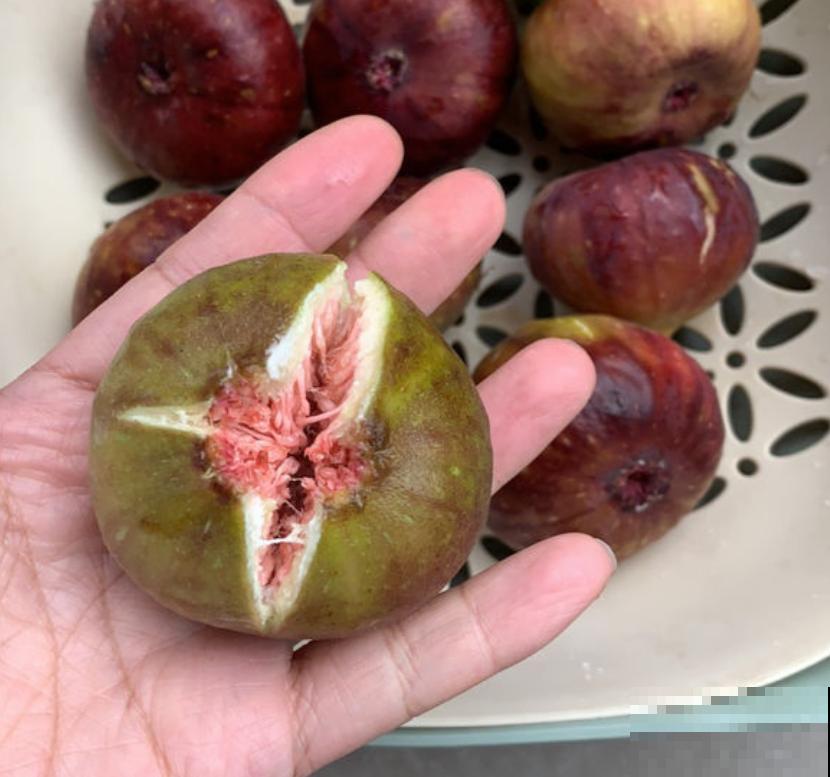 4种常见水果开花,都见过的人还真是不多,你见过几种? 4种常见水果开花,都见过的人还真是不多,你见过几种?