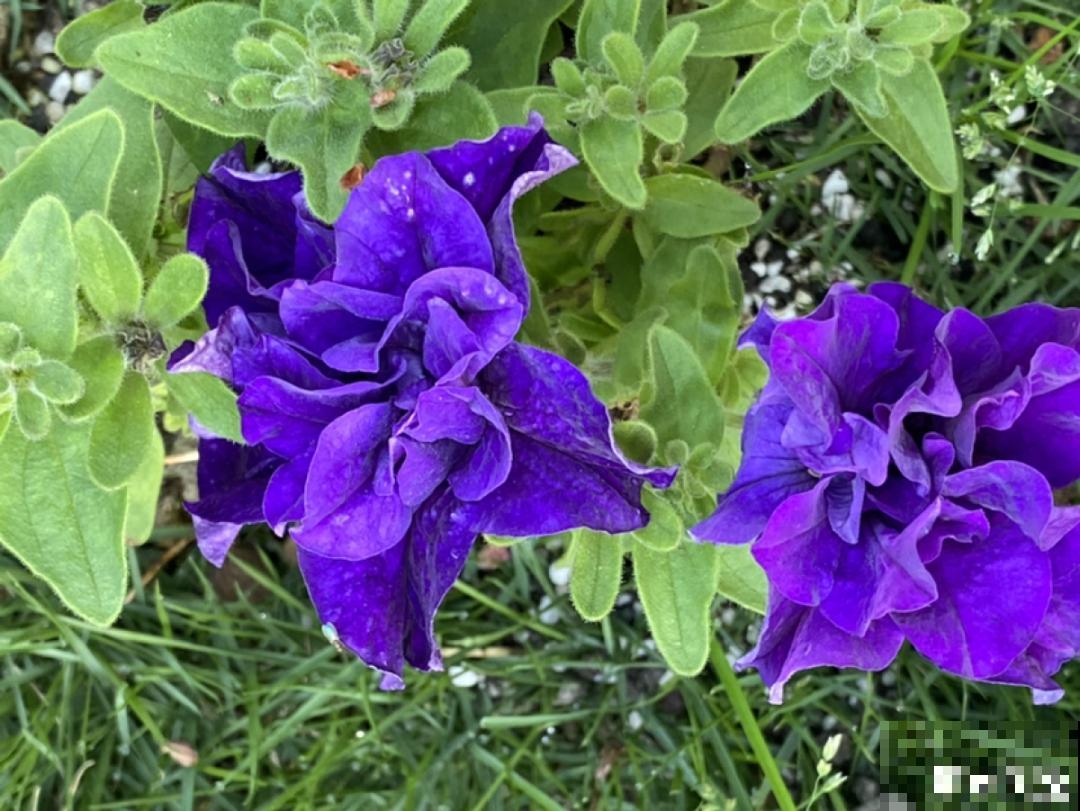 入秋一盆水,休眠的花“醒了”,猛长大花苞 入秋一盆水,休眠的花“醒了”,猛长大花苞