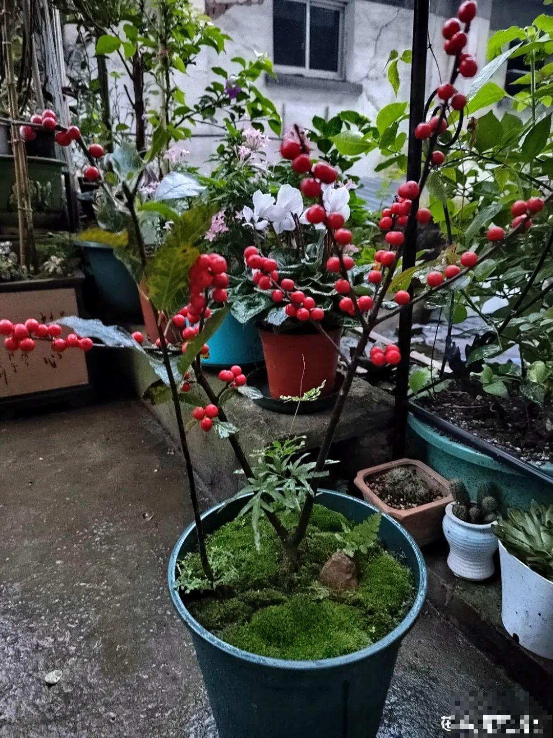 -30℃都不怕的“富贵树”,天越冷、果子越红,一挂就是大半年 -30℃都不怕的“富贵树”,天越冷、果子越红,一挂就是大半年