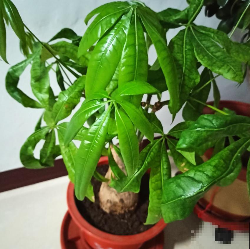 “客厅见树家业稳固”,记住4个口诀,发财树“根壮叶绿”很简单 “客厅见树家业稳固”,记住4个口诀,发财树“根壮叶绿”很简单