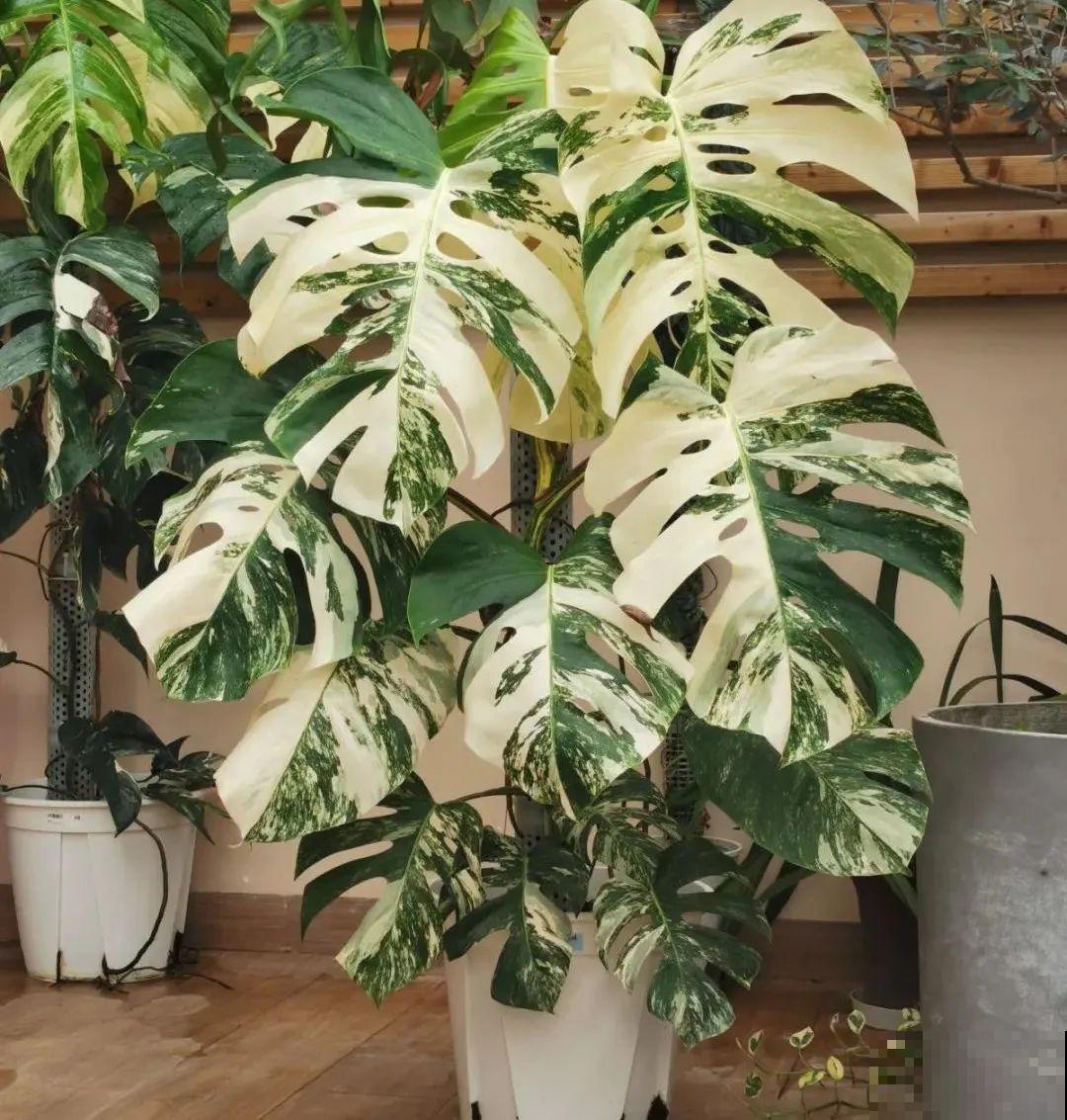 人养花，花也养人，家里养这10种花，越养越健康