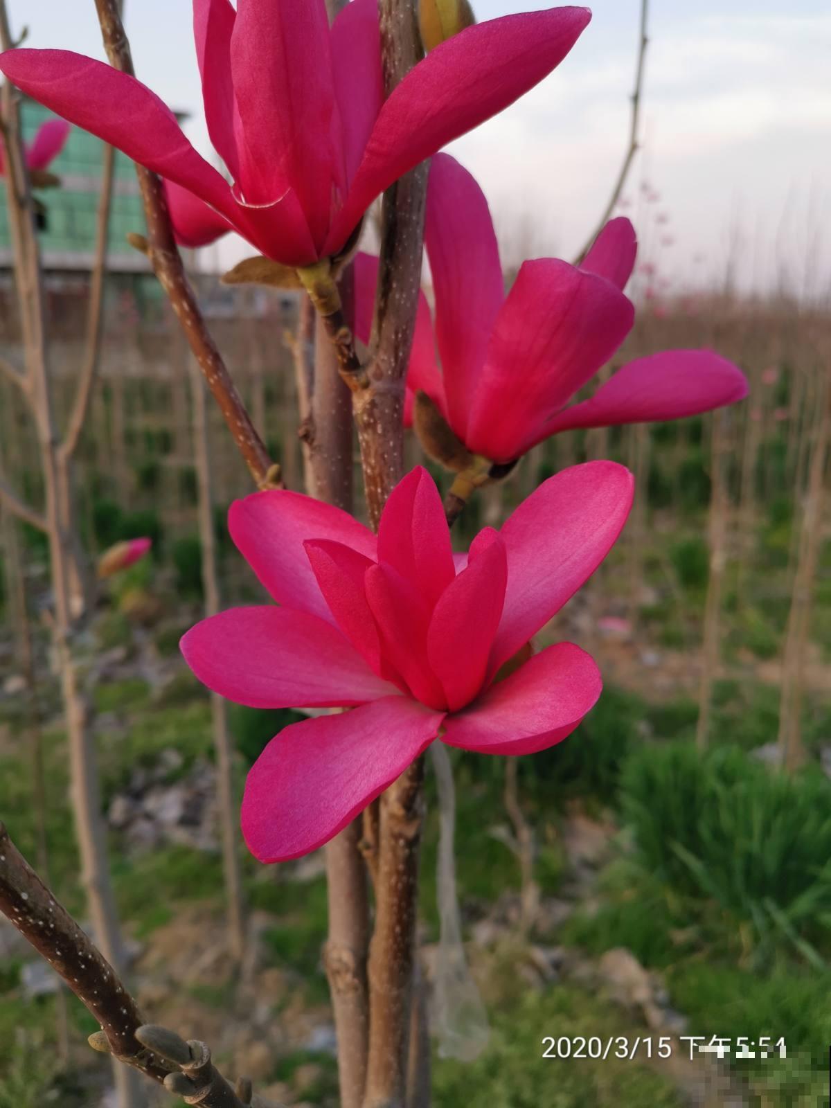 有气质的人都爱养的花,零下15度照样开花,花朵美艳动人 有气质的人都爱养的花,零下15度照样开花,花朵美艳动人