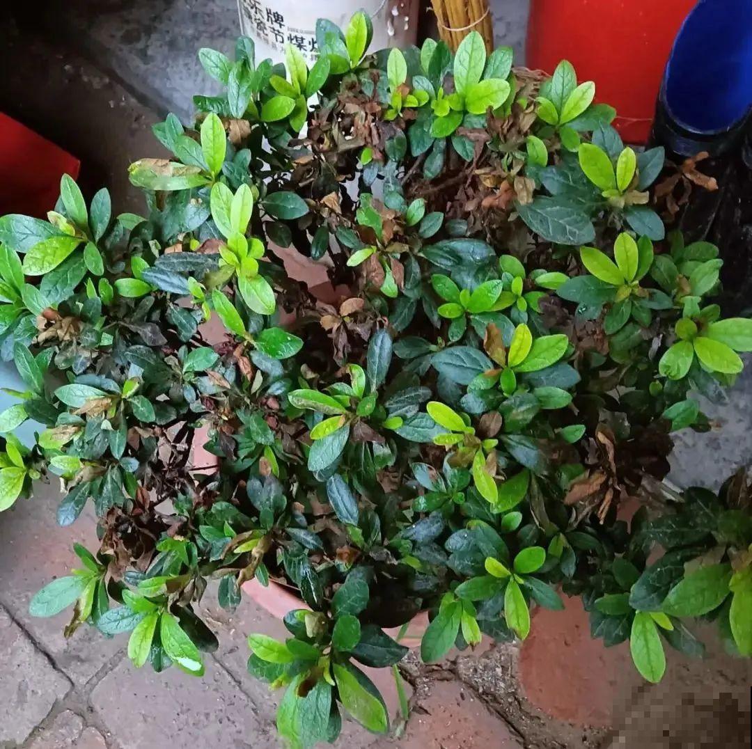 10种“垃圾”不要丢，拿来养花效果好，还能省下一笔钱