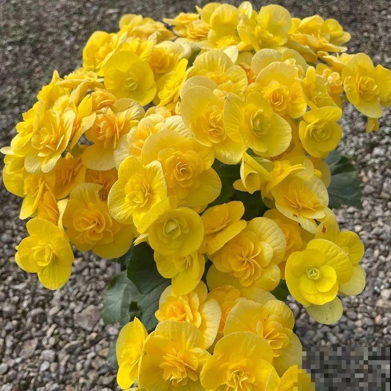 秋冬养盆丽格海棠,花朵像牡丹,有金玉满堂好兆头 秋冬养盆丽格海棠,花朵像牡丹,有金玉满堂好兆头