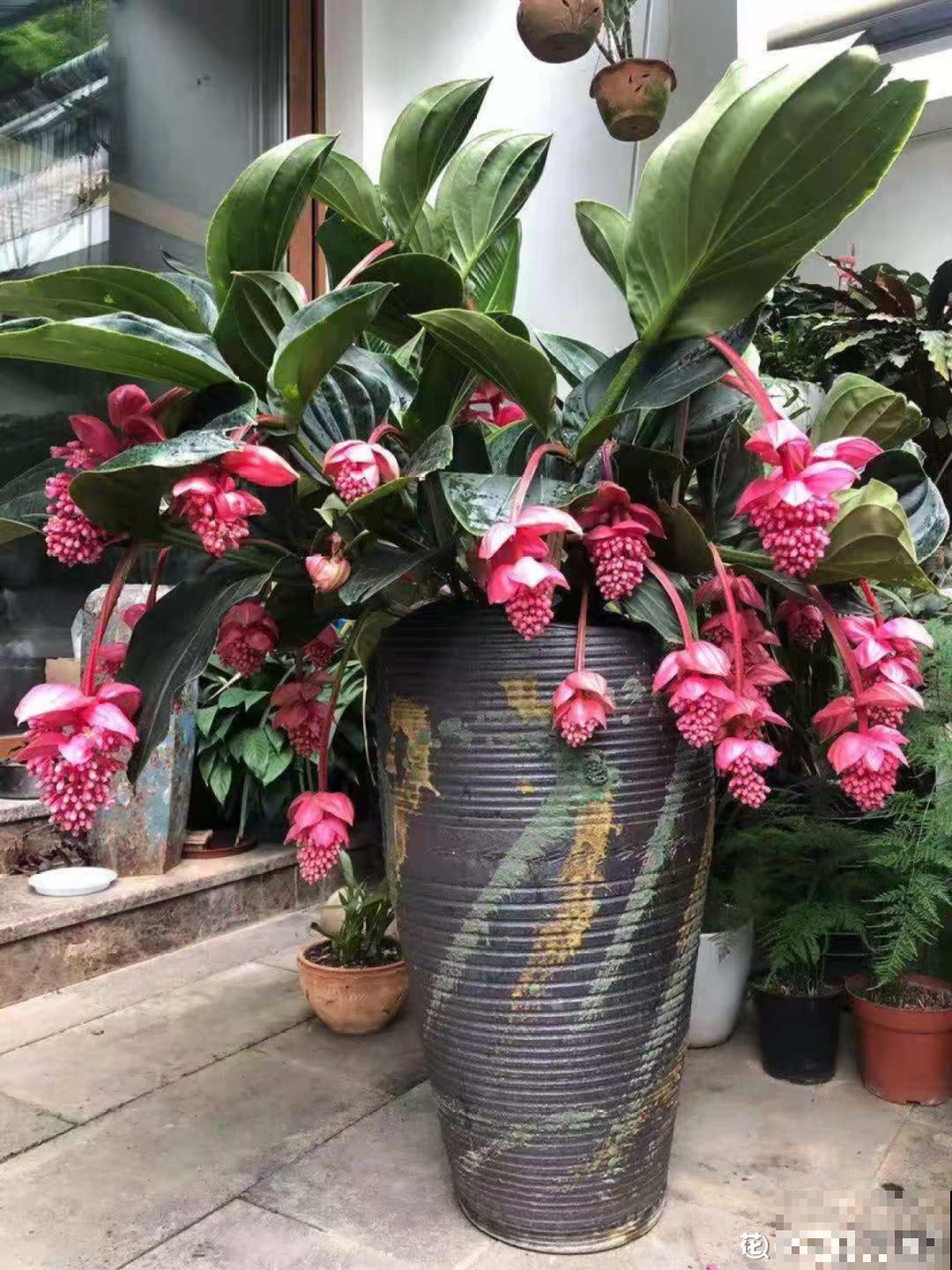 66万一盆的花,真是够贵的,打工几十年也攒不出一盆 66万一盆的花,真是够贵的,打工几十年也攒不出一盆