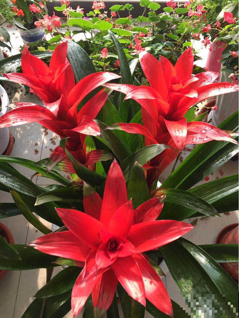 今年流行的“客厅花”，特旺财，隔壁大妈都爱养