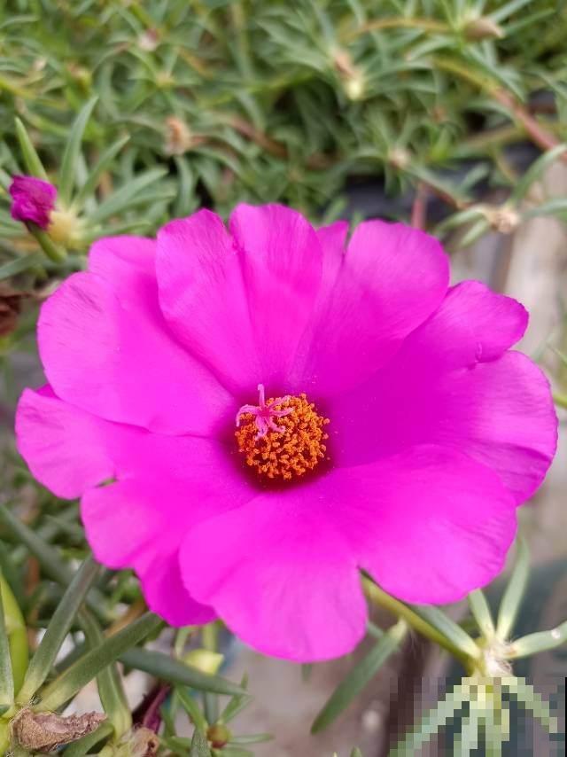 农村里很常见的6种花,小时候天天见,能叫上名字的人很少 农村里很常见的6种花,小时候天天见,能叫上名字的人很少