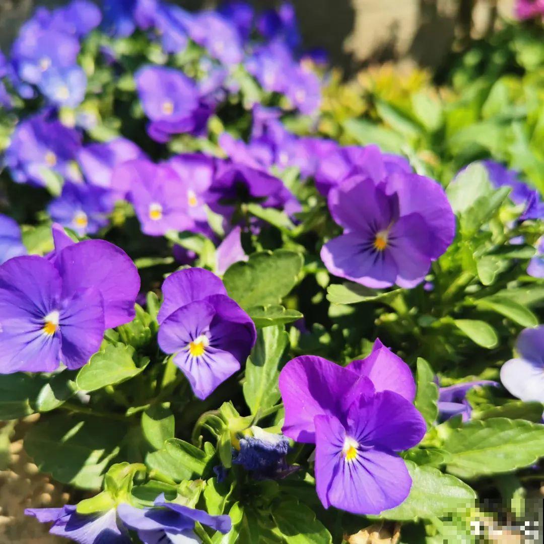 9种花,冬天狠心剪一刀,剪对了明年妥妥爆花 9种花,冬天狠心剪一刀,剪对了明年妥妥爆花