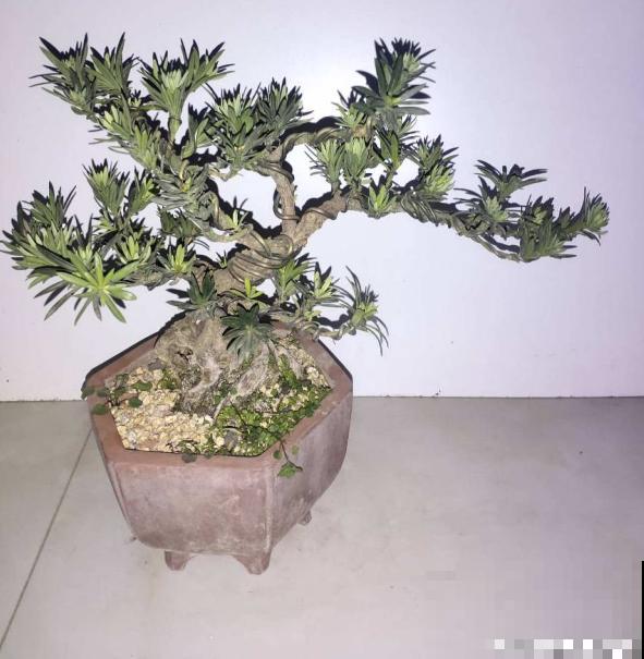 老教师爱养的7种花，书香气飘满屋，文化底蕴十足