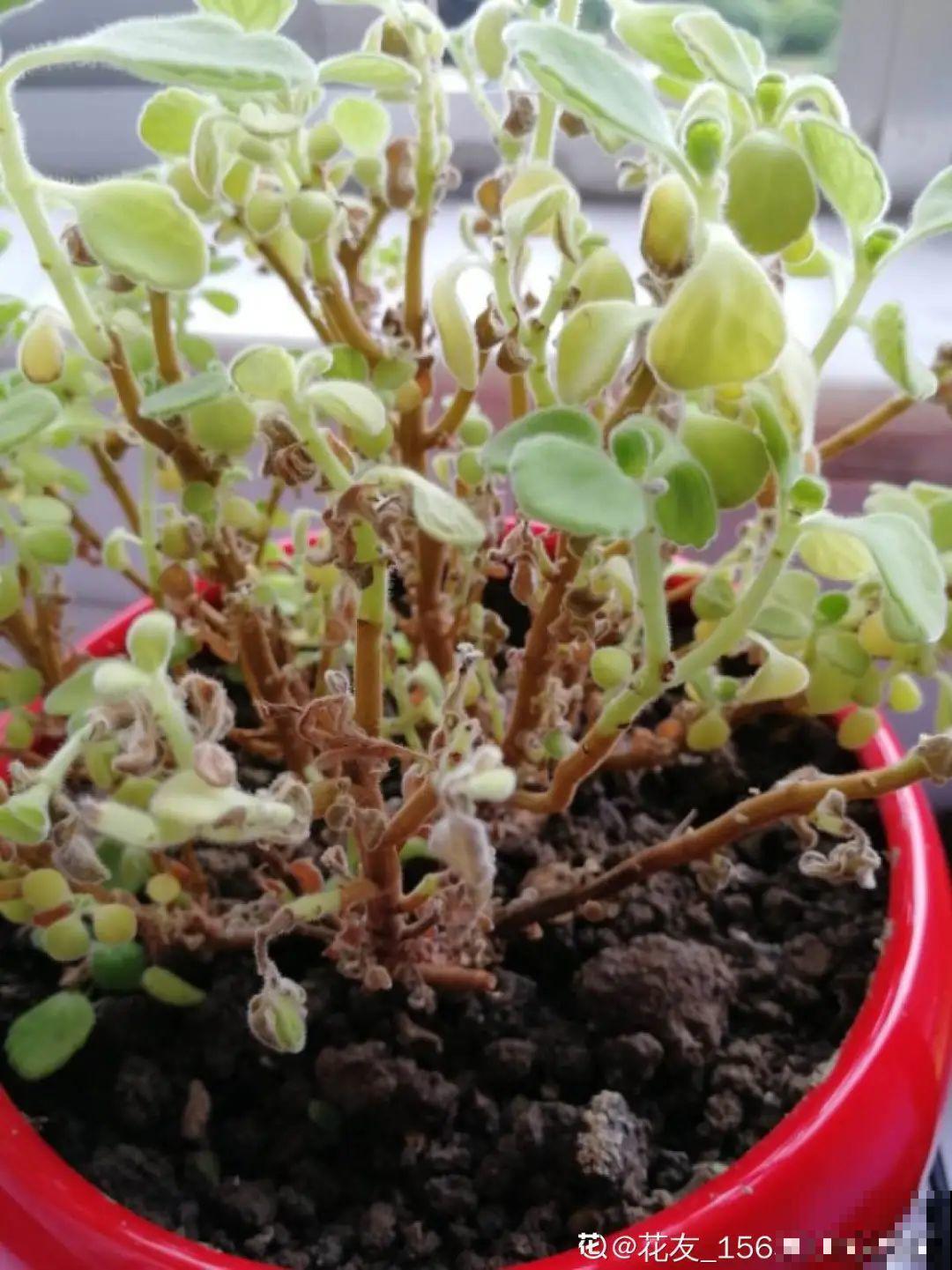 10种花，冬天别喷水，越喷越烂叶，变成光杆特丑