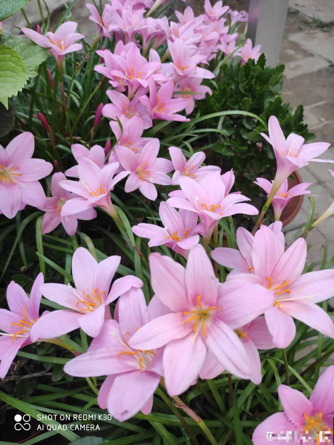 带着父母回农村，把老院子种满花，过简单生活