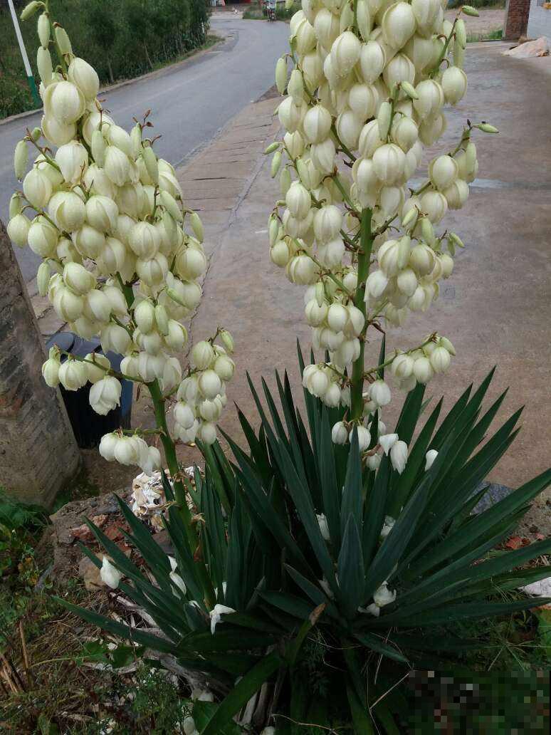 路边的“扎人花”，原来叫“凤尾丝兰”，开花像是一串大蒜