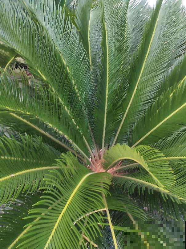 30种观叶植物,能观赏也净化空气,总有一种你养过 30种观叶植物,能观赏也净化空气,总有一种你养过