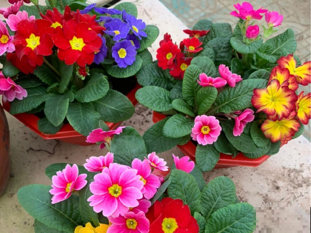 20种花，现在养正是开花好时候，再晚就过季了