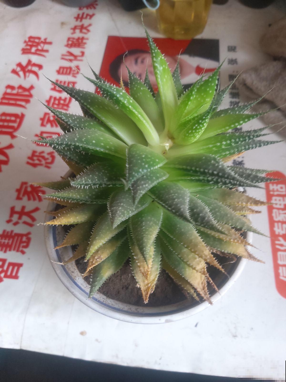 人生2大幸事：女儿和多肉，简直人生赢家