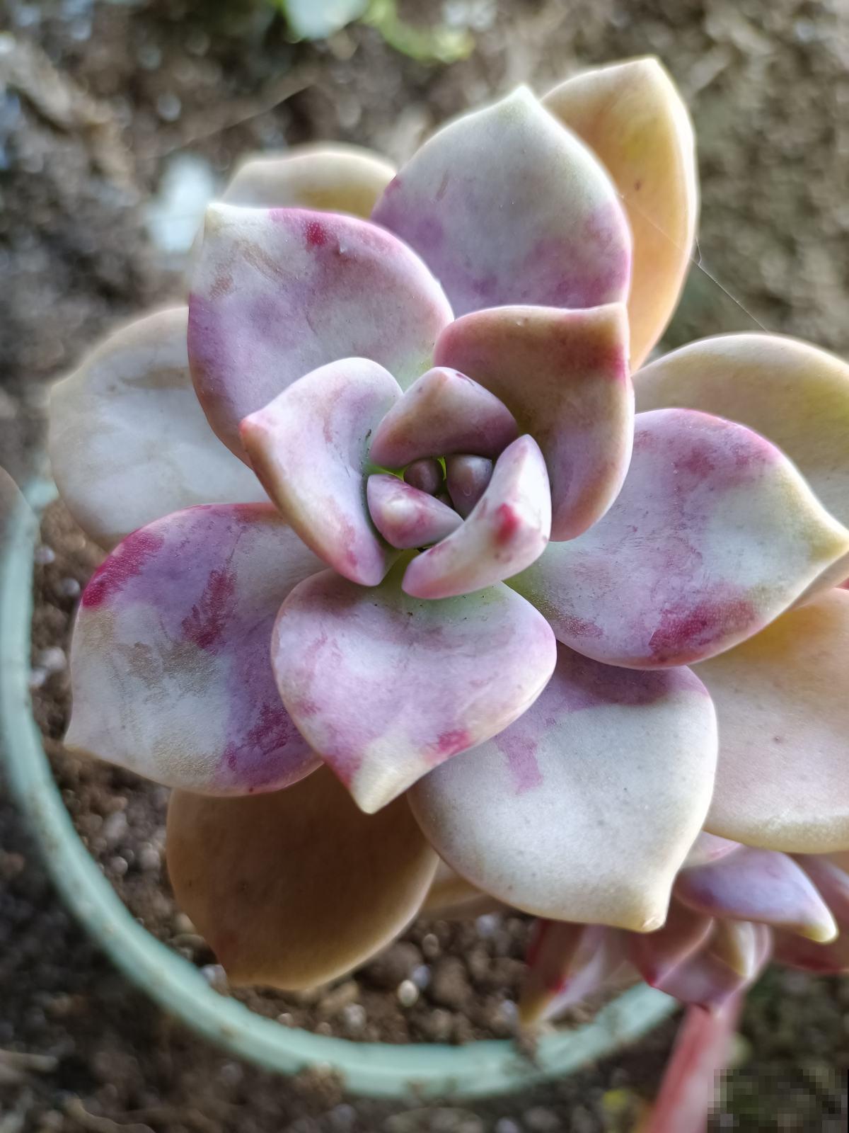 家里养的“肉墩子”,掐个叶子就能活,1盆能变10多盆 家里养的“肉墩子”,掐个叶子就能活,1盆能变10多盆