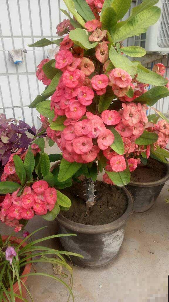 4种省心花，不浇水也能开花，浇水多反而长得差