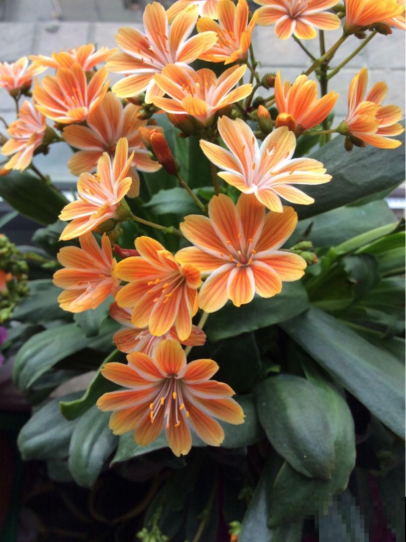 四季都能开花的植物,家里养一盆,一年四季有花看 四季都能开花的植物,家里养一盆,一年四季有花看