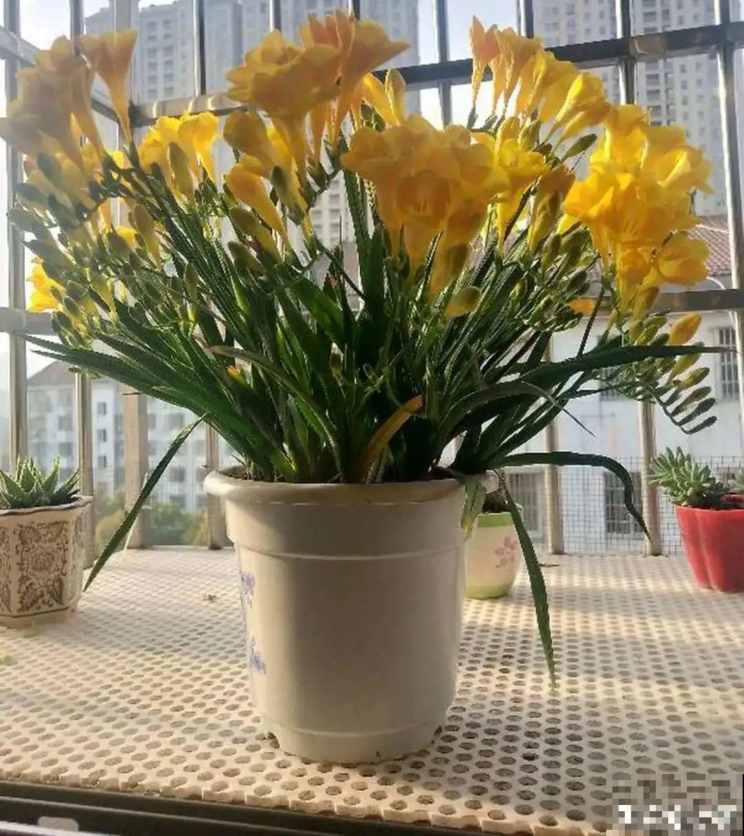 秋天在家养盆“香香花”，满屋子香味，还特耐寒