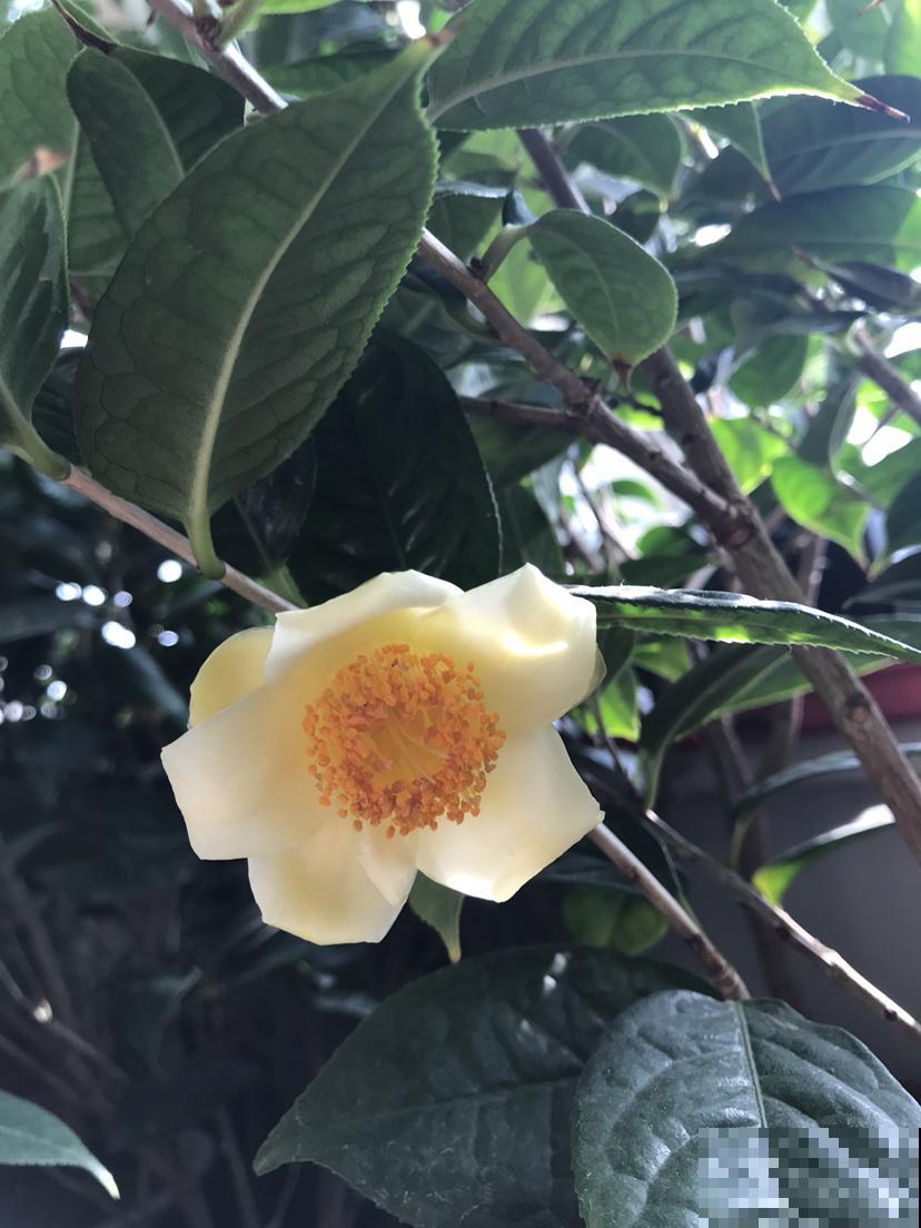 秋天常见的60种花，最全花卉图谱，收藏起来慢慢看