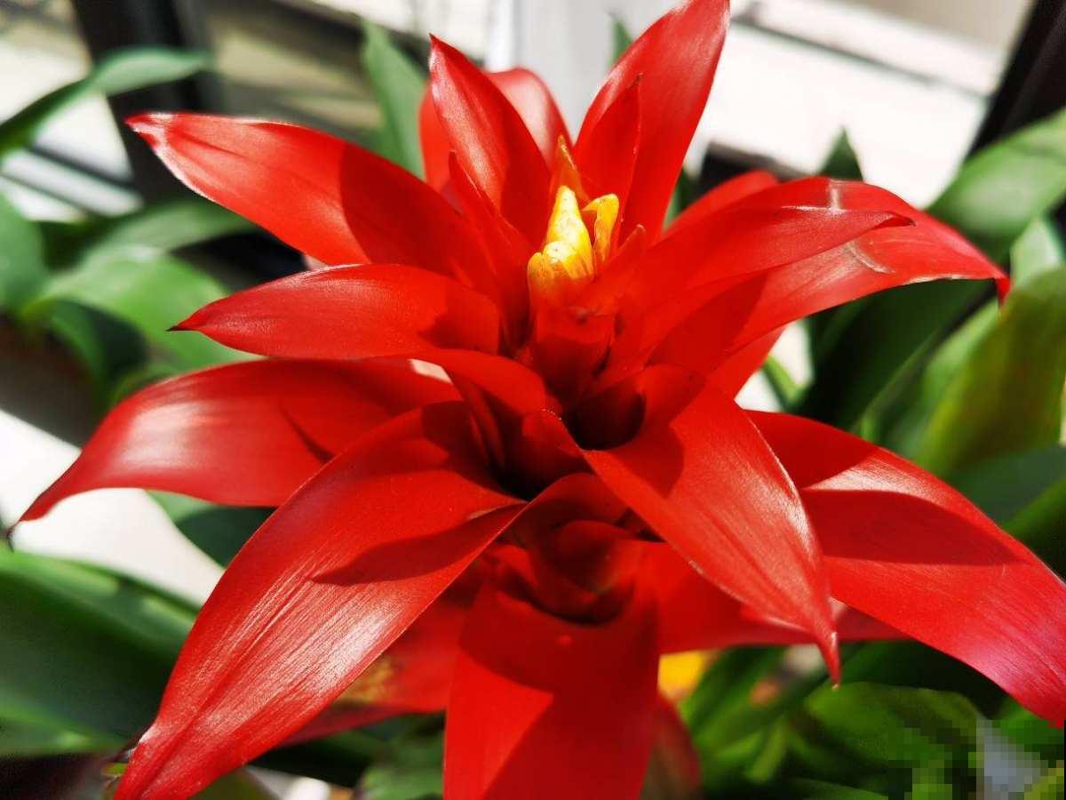 红红火火的年宵花，现在再不买，半个月后价格翻一倍