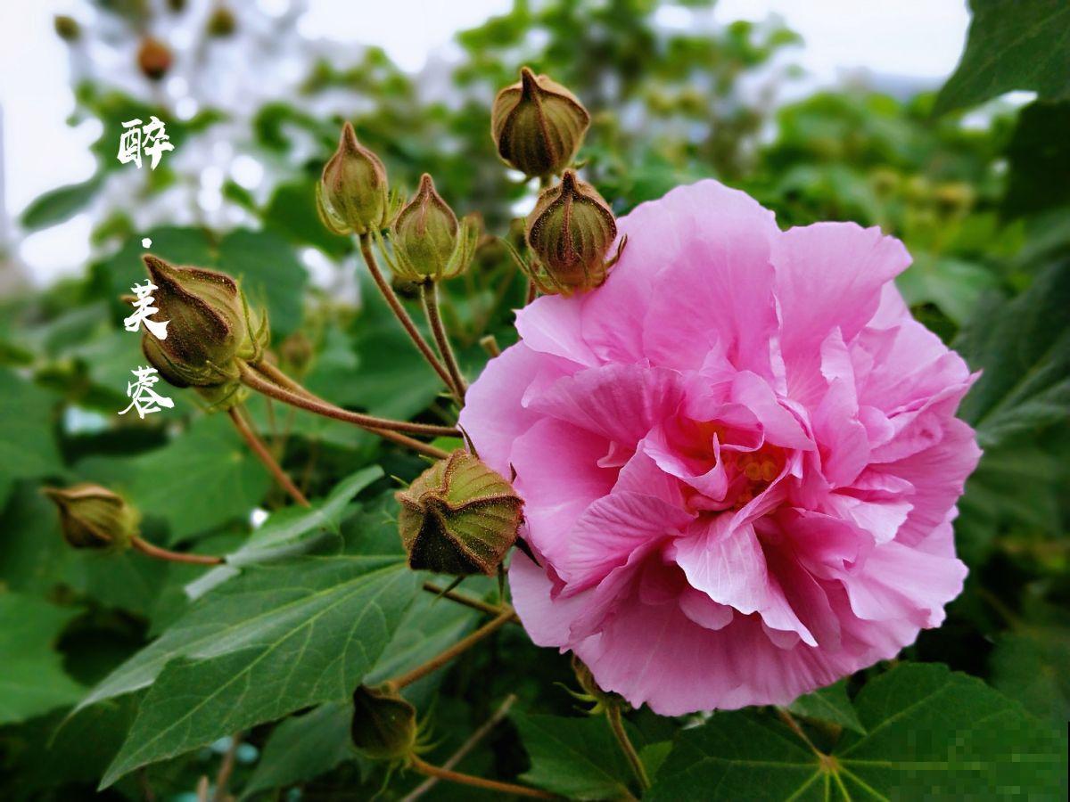 找准你的生辰花,12个月各不同,根据生日选你的幸运花 找准你的生辰花,12个月各不同,根据生日选你的幸运花