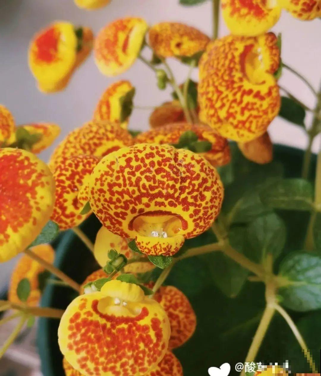 10种旺运花，一个月内要涨价，现在赶紧买