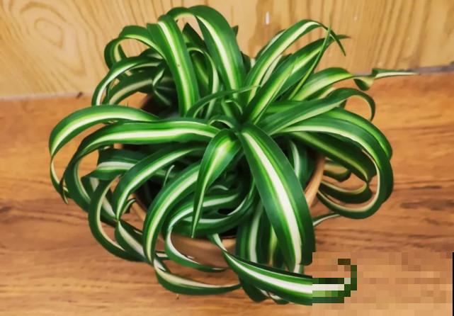 家里的“垃圾”留下，拿来养花效果好，颜值超高