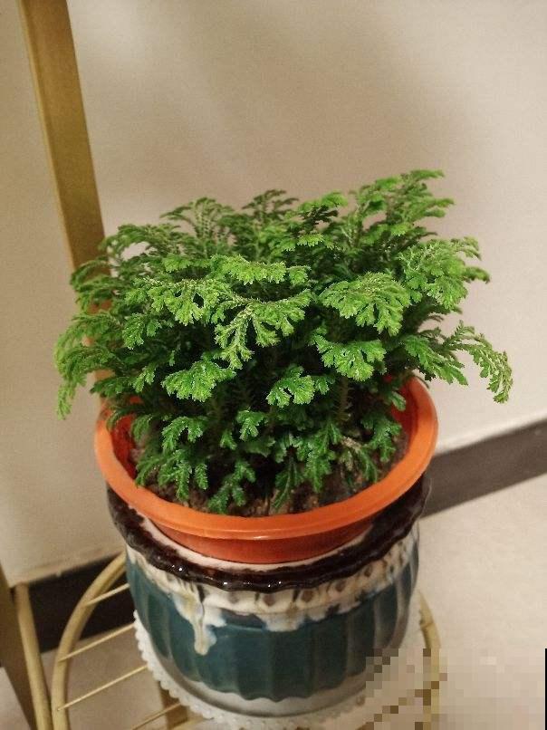 1种花名叫“九死还魂草”，干成“枯草”后浇点水，照样恢复生机