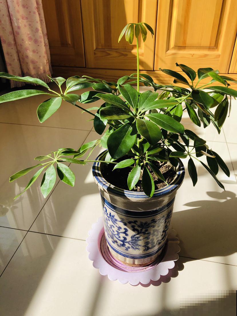 生活中的垃圾，却是养花好材料，千万别扔！