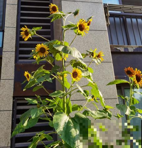 7种花，只有一年寿命，开完别留，不然浪费时间