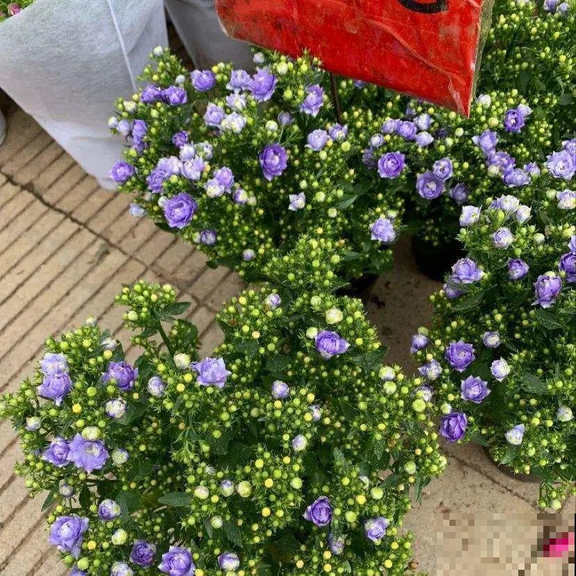 今冬最火网红花,密密麻麻“风铃”花苞,气质十足有格调! 今冬最火网红花,密密麻麻“风铃”花苞,气质十足有格调!