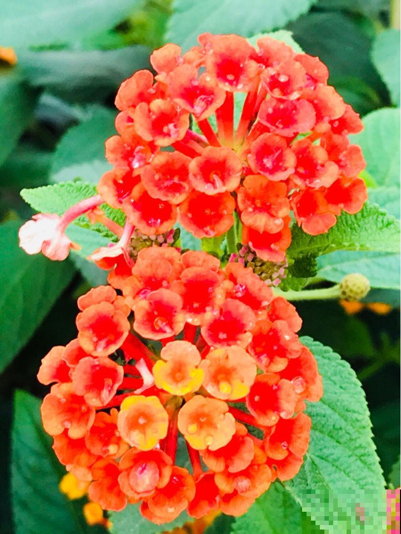 养了2盆野花，婆婆却说“不吉利”，还差点给扔掉