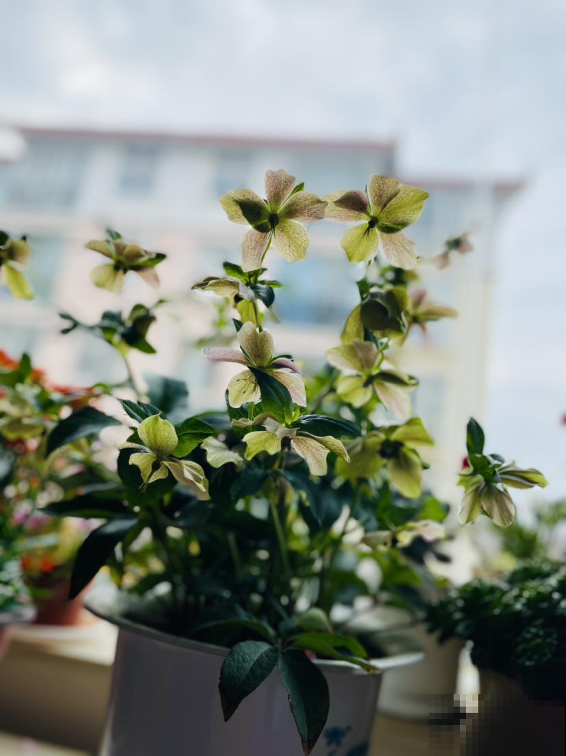 冬日里的耐寒“荷花”，能耐零下15摄氏度，雪地里照样开花不停