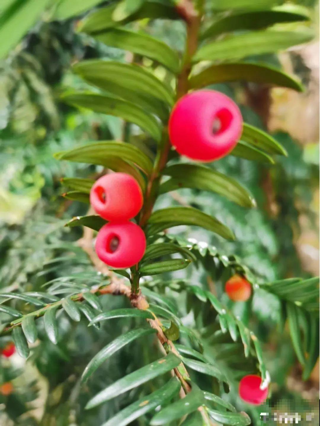 腊月买花要睁大眼,这8种花别要,养不活还浪费钱 腊月买花要睁大眼,这8种花别要,养不活还浪费钱