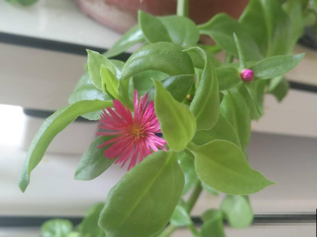 5种“吊兰”,名字和长相大不同,你能说出几种 5种“吊兰”,名字和长相大不同,你能说出几种