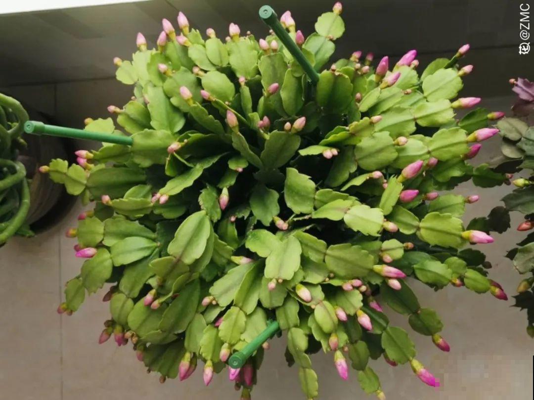 蟹爪兰软趴趴、掉花苞？它有“5怕”，避开后，叶片硬如铁！