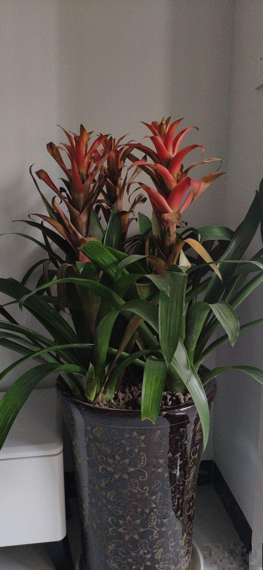 家里做生意,就养这6种植物,好运常在财源滚滚 家里做生意,就养这6种植物,好运常在财源滚滚