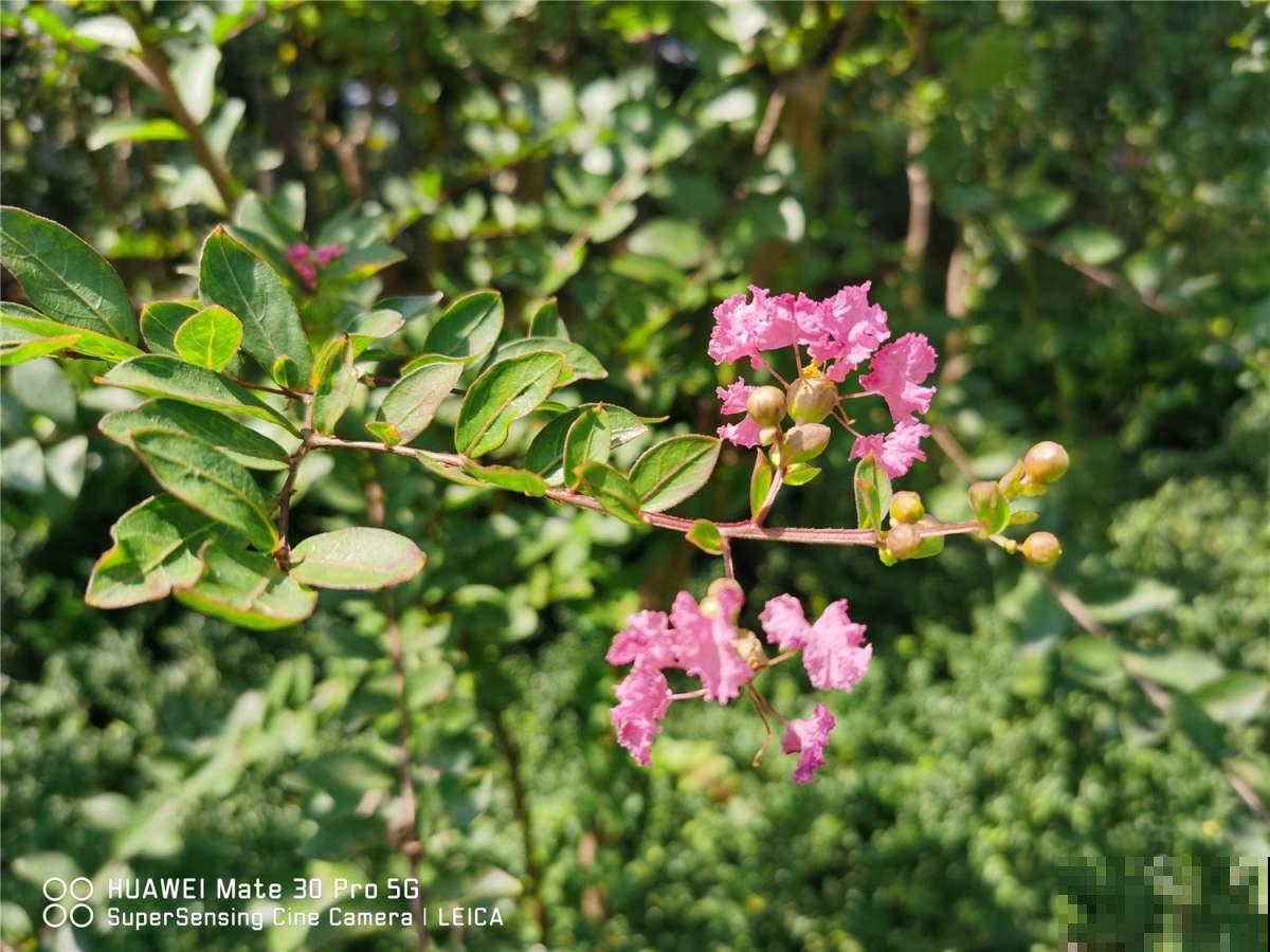 几千年的“古董花”，不要钱带回家，四季都开花