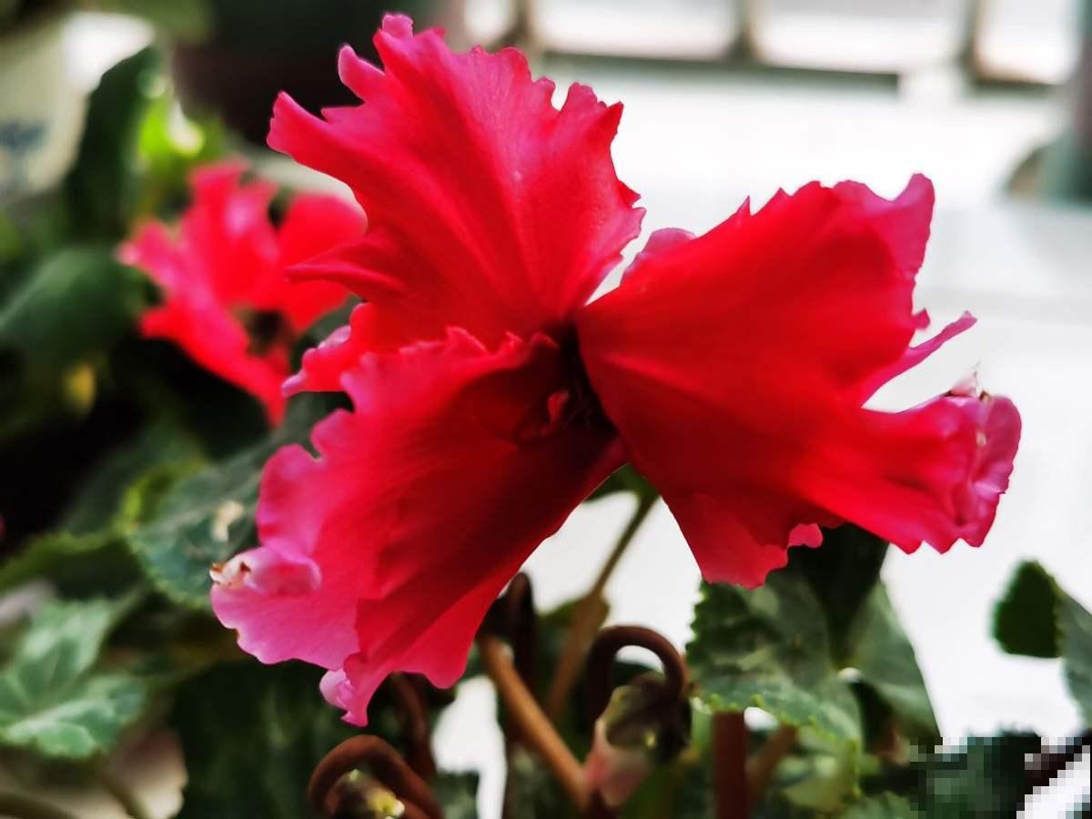 从冬天到夏天都开花的4种绿植，耐寒又好养，陪你度过寒冷的冬日