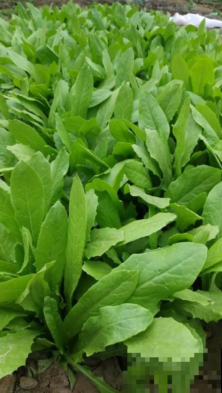 5种“大叶菜”,冬天冻不死寒冬腊月照样吃,家里养一盆正合适 5种“大叶菜”,冬天冻不死寒冬腊月照样吃,家里养一盆正合适