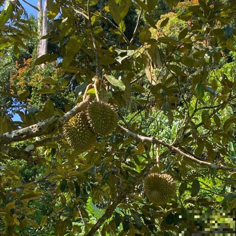 每天都吃的4种植物，长在树上的样子，你一定没见过