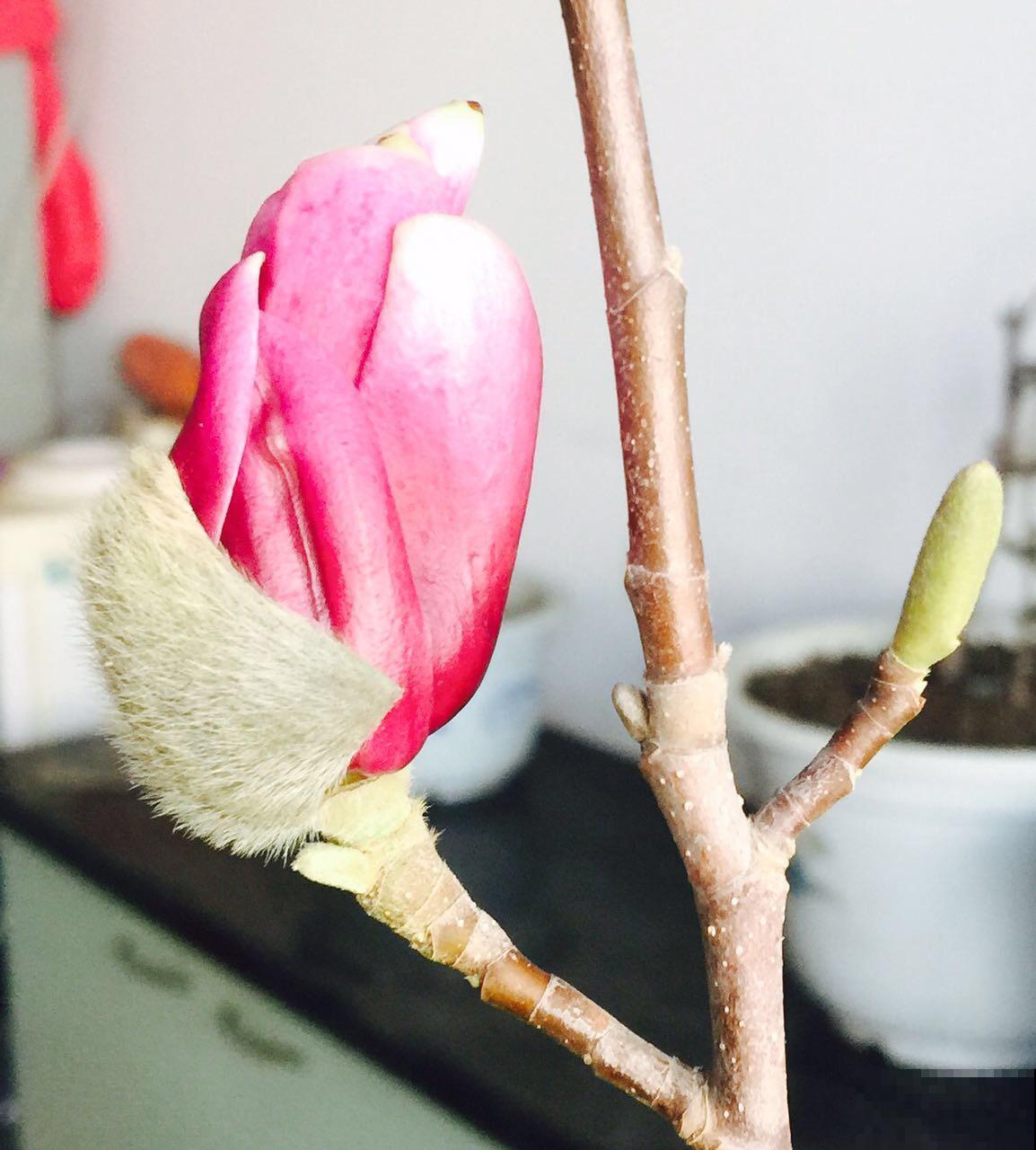 12月种上一棵玉兰花,2月初春开满头,还有“镇宅吉利”好兆头 12月种上一棵玉兰花,2月初春开满头,还有“镇宅吉利”好兆头