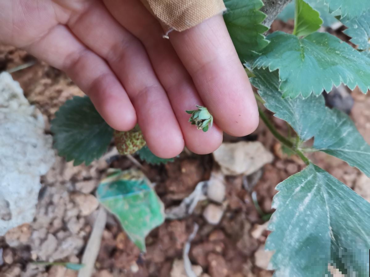 家里常见的“垃圾”，丢掉就是丢钱，拿来养花效果超棒