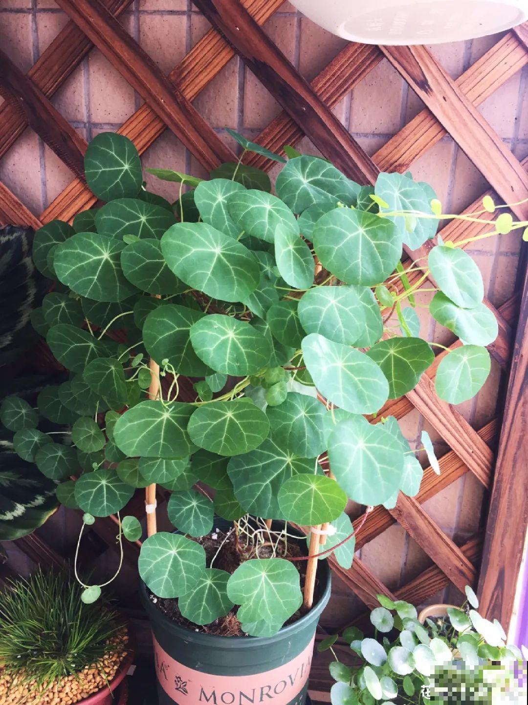 7种花冬天会假死，叶子掉光不要扔，明年还能大爆花！