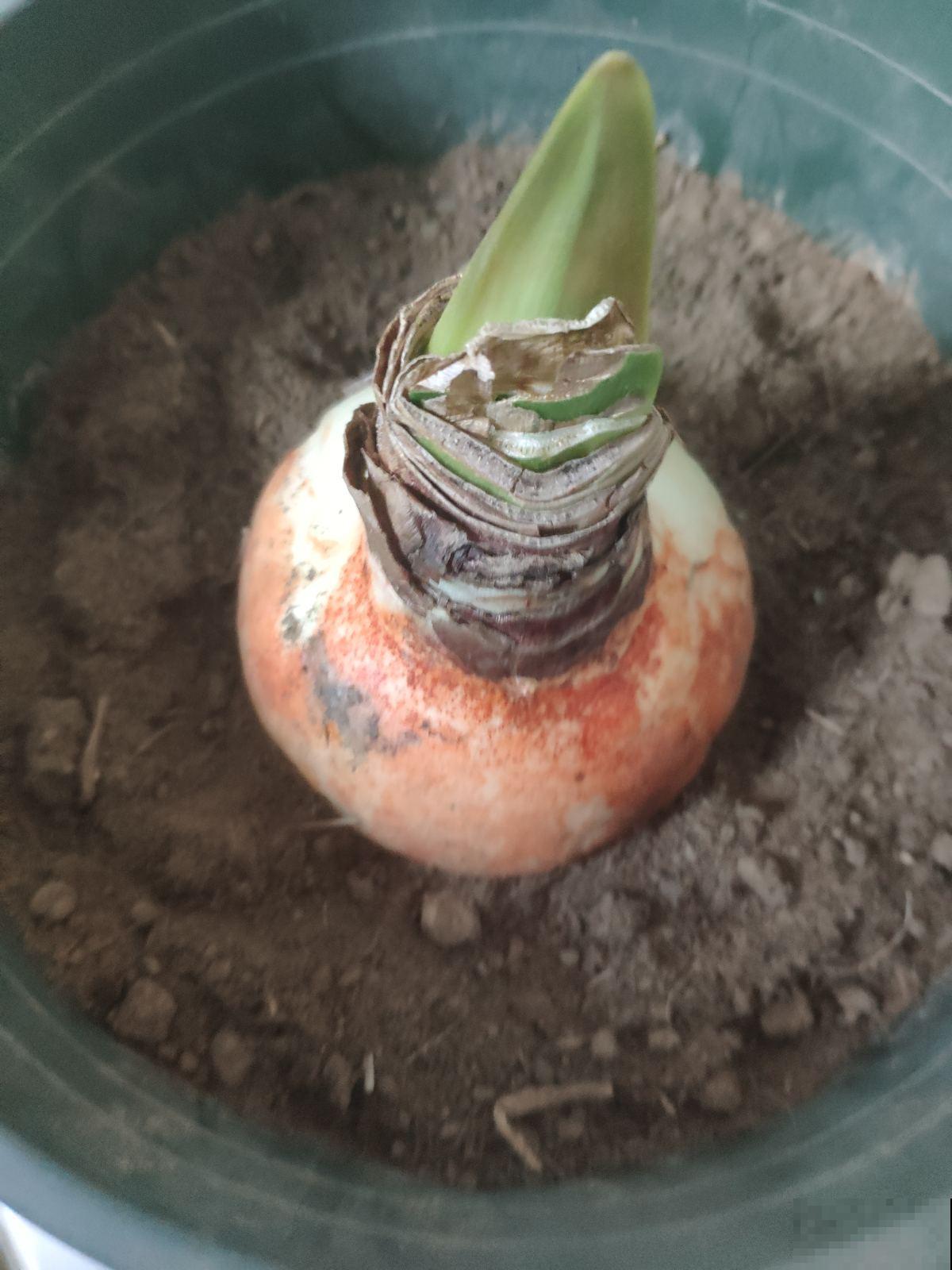 全网都在种的“阿弗雷”,单朵花比脸大,一开花就预示着“吉祥” 全网都在种的“阿弗雷”,单朵花比脸大,一开花就预示着“吉祥”