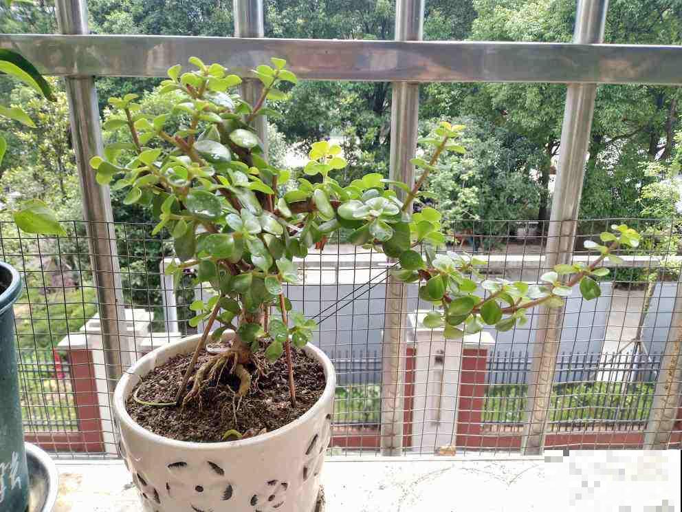 5种花，寿命长，变了老桩更大气